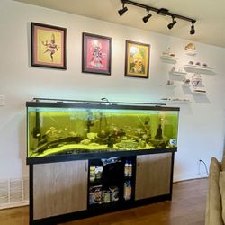 120 Gallon Fresh Water Aquarium With Fish 
