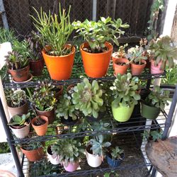 Succulents 