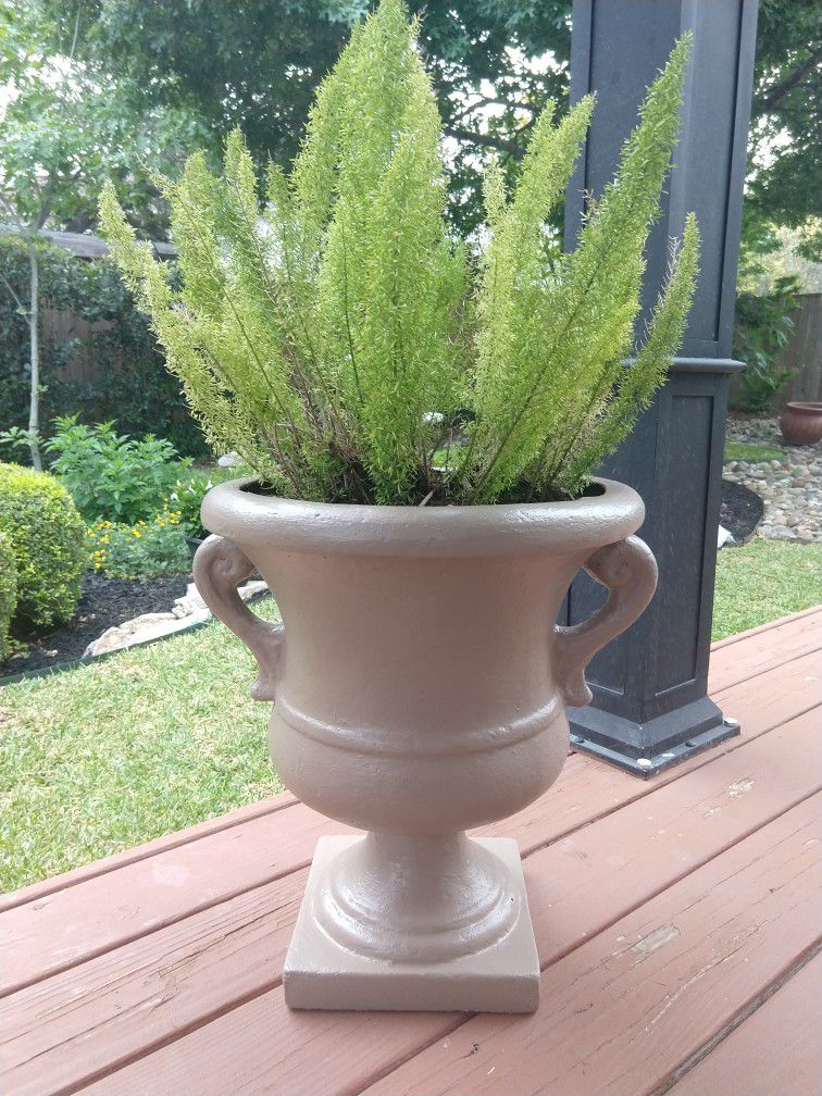  Fox Tail Plant With Pot