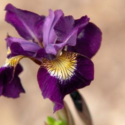 Siberian Iris Different Container Sizes