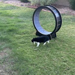 Cat Exercise Wheel