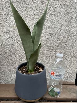 Moonshine Snake Plant