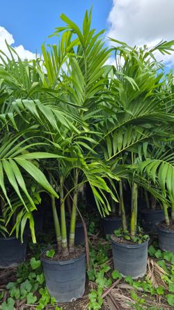 Spectacular Christmas Palms 7 feet Tall. Adonidias Plants