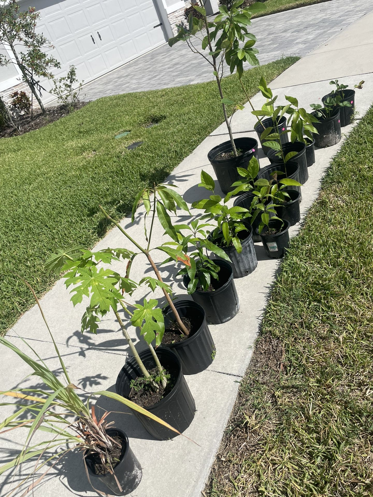 Mango/avocado Plants 
