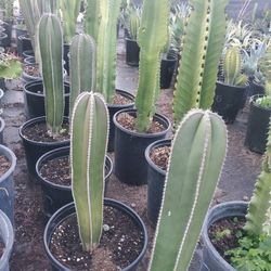 Mexican Post Cactus