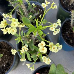 Coronas de Cristo 10 each