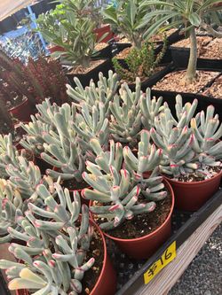 Variegated cotyledon in 6” pots $16 each