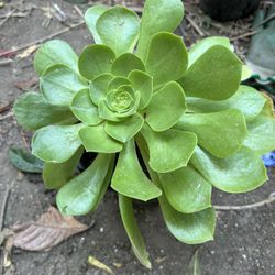 Suculenta