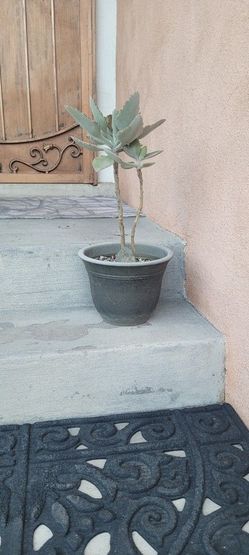 KALANCHOE BEHARENSIS  EXOTIC Felt Bush 22" Tall, Velvet With Dark Brown Tips,  Green/Silver Fuzzy  Leaves