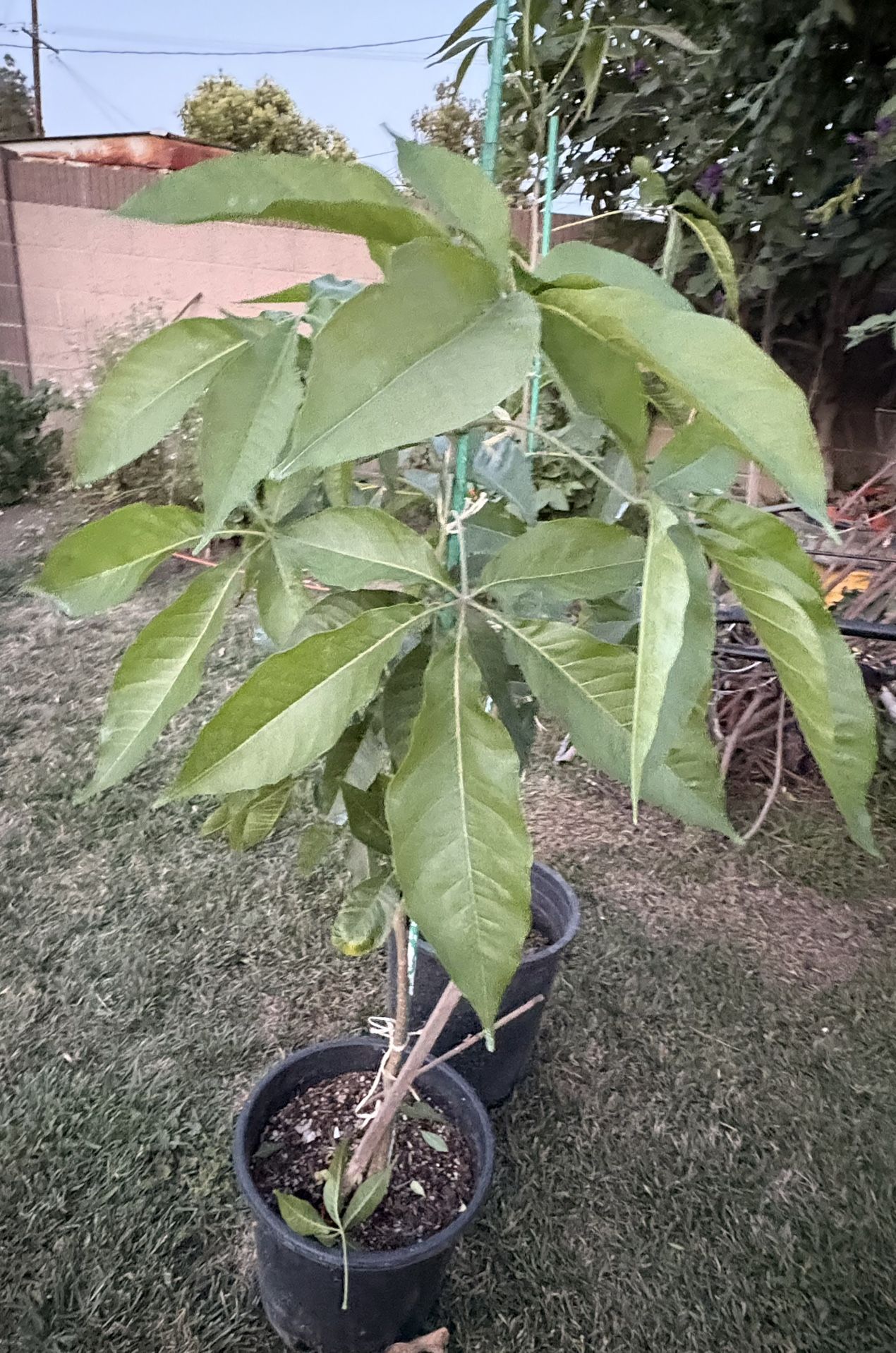 Zapote Blanco