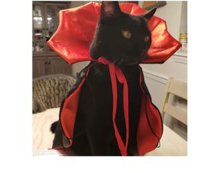 Halloween Cat Vampire Costume Dog Halloween Cosplay Dress Cape Devil Horns Hat Holiday Clothes for Cats Small Medium Dogs