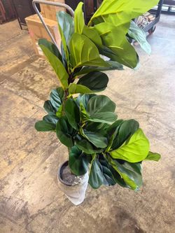 Artificial plants