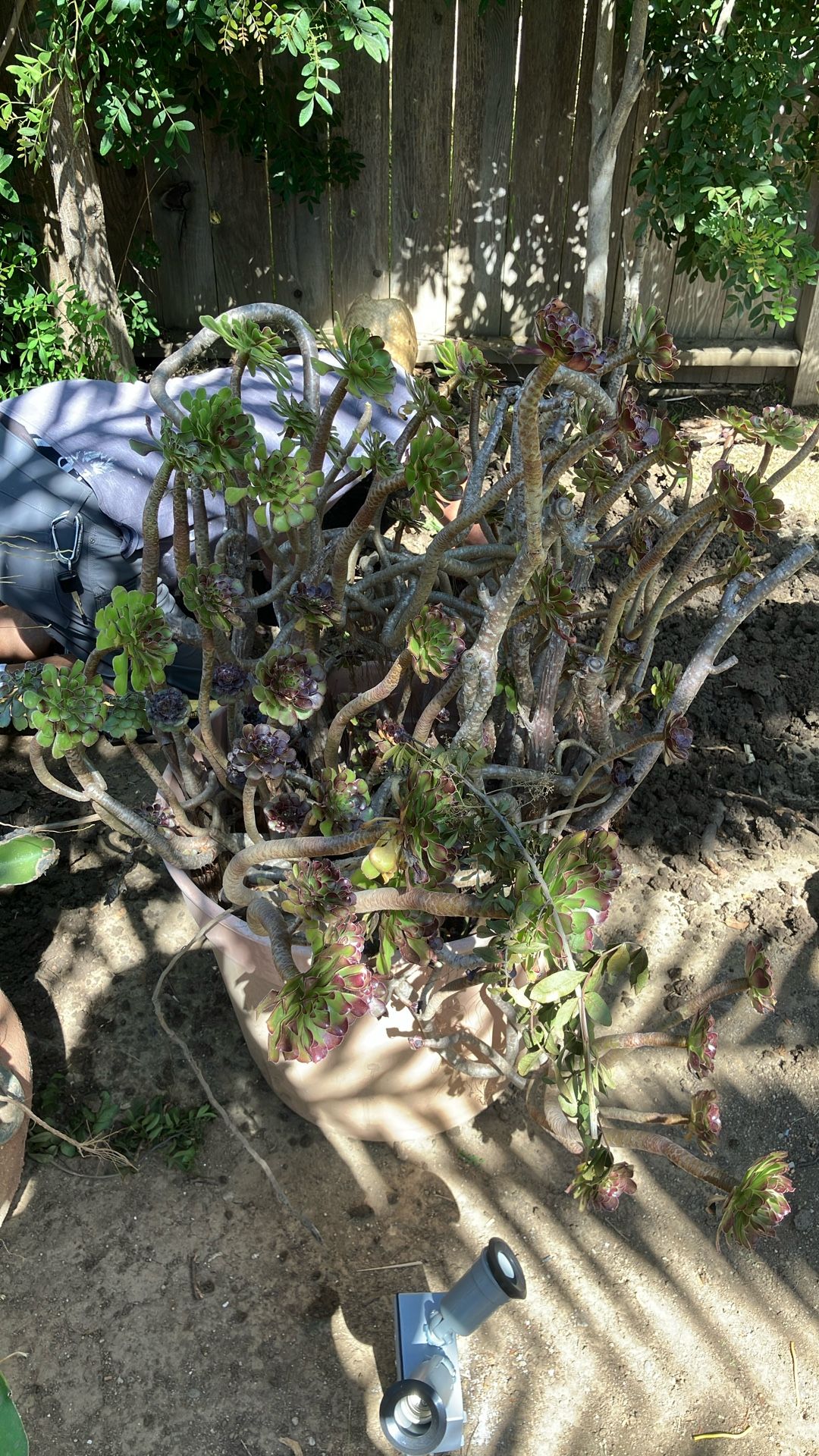 Succulent Plant