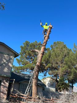 #lasvegaspalmsandtrees