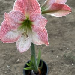 Planta Amarilis Color Rosita ASI Como Se Be