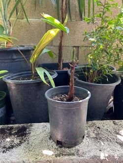 Lady Palm  tree