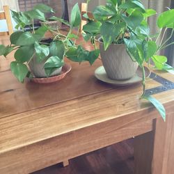New Philodendron Plant