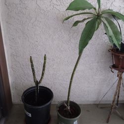 Pink And Yellow Plameria Tree Plant