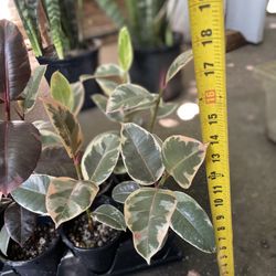 Tineke or Ruby rubber plant, any plant in the tray; 95820