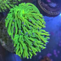 Holy Grail Torch Corals 