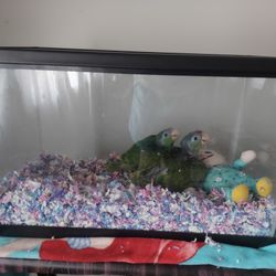 Fish Tank
