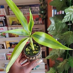 Plants - Live Plants- Houseplants