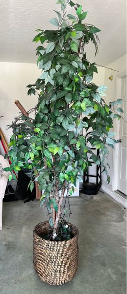 6- 7 ft Artificial Ficus Tree with Natural Trunk and Decorative Basket Planter