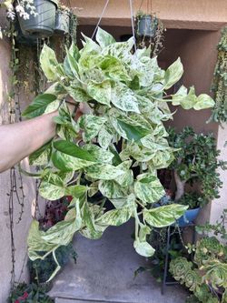 Snow Queen Pothos Plant $40