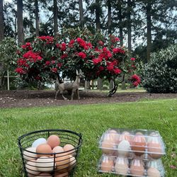 Farm Fresh Eggs 