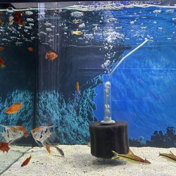 Molly & Angel Fish Tank Aquarium 