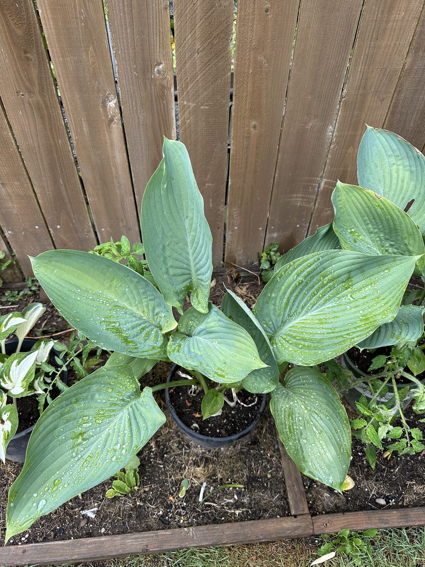 Hosta Plants