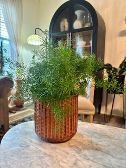 Asparagus Fern Houseplant with Woven Basket