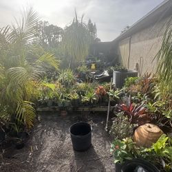 Plant Sale 