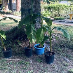 For plant lovers, 🌱 I have banana plants and cold-resistant elephant ears, the plants are local, they will always be alive. At good prices