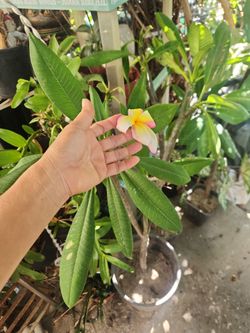 Plumeria