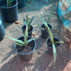 Small Batch Of Maguey