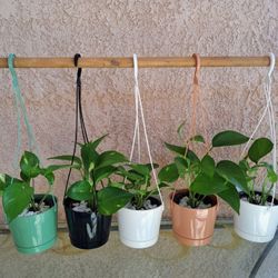 Indoor Pothos Plants 