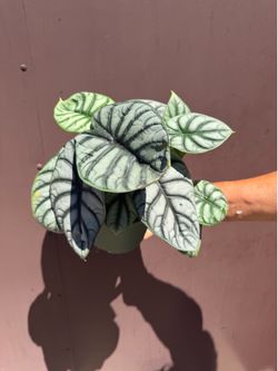 6” Alocasia silver dragon