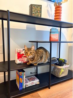 Urban Outfitters Modern, Minimalist Black Metal Bookshelf