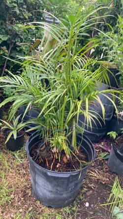 Plantas