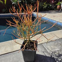 Fire Stick Suculent Cactus Plant 