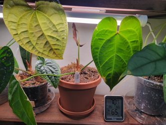 Antherium House Plant