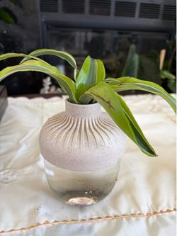 Dresinia on water