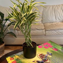 Braided Bamboo Plant 