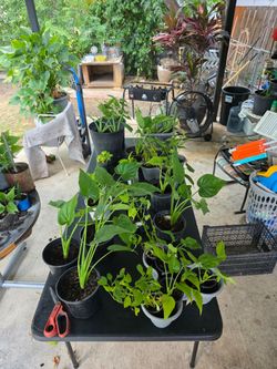 Assorted Tropical Potted Plants Collection