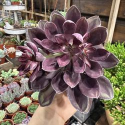 Echeveria Nodulosa Benitsukasa 4”