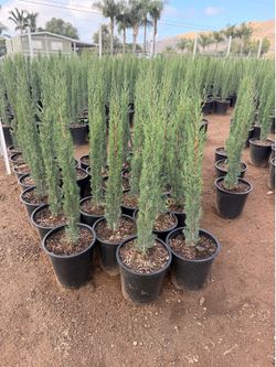 Italian cypress 5 gal 3-4 feet tall