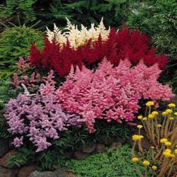 1-gal astilbe mix pots