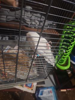 Bird cage with parakeet