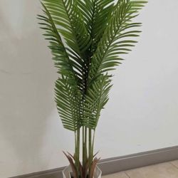 5ft Areca Palm in a 12in (Tall) White Resin Planter @ Lasting Creations